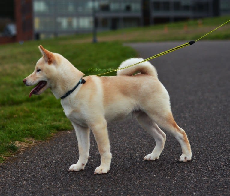 Kibou, a Shiba Inu tested with EmbarkVet.com