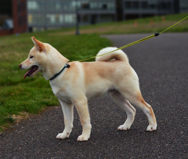 Piper's Creek Kibou, a Shiba Inu tested with EmbarkVet.com