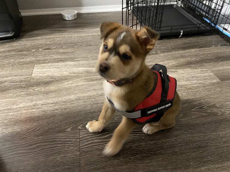 Kayna, a Rottweiler and Chow Chow mix tested with EmbarkVet.com