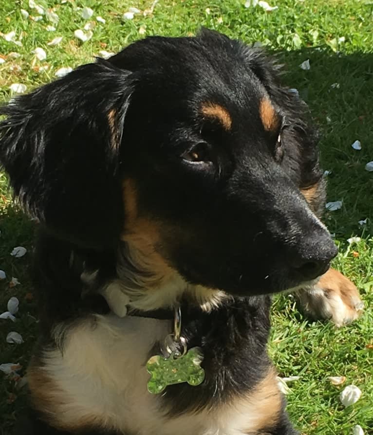 Monty, an European Village Dog tested with EmbarkVet.com