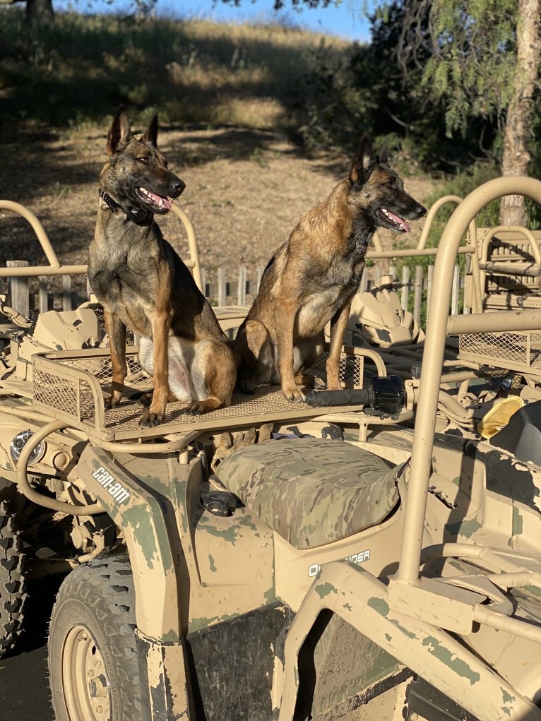 Pepper, a Dutch Shepherd tested with EmbarkVet.com