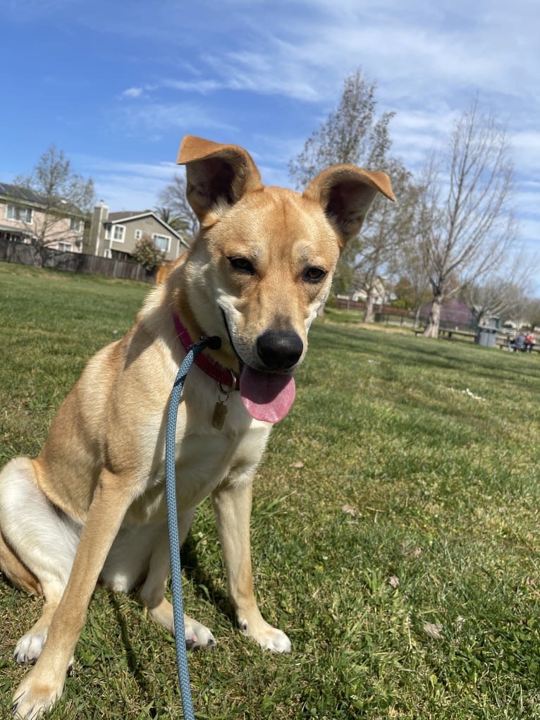 Ellie, a German Shepherd Dog and American Pit Bull Terrier mix tested with EmbarkVet.com