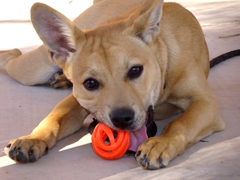 Bean, a Chow Chow and Chihuahua mix tested with EmbarkVet.com