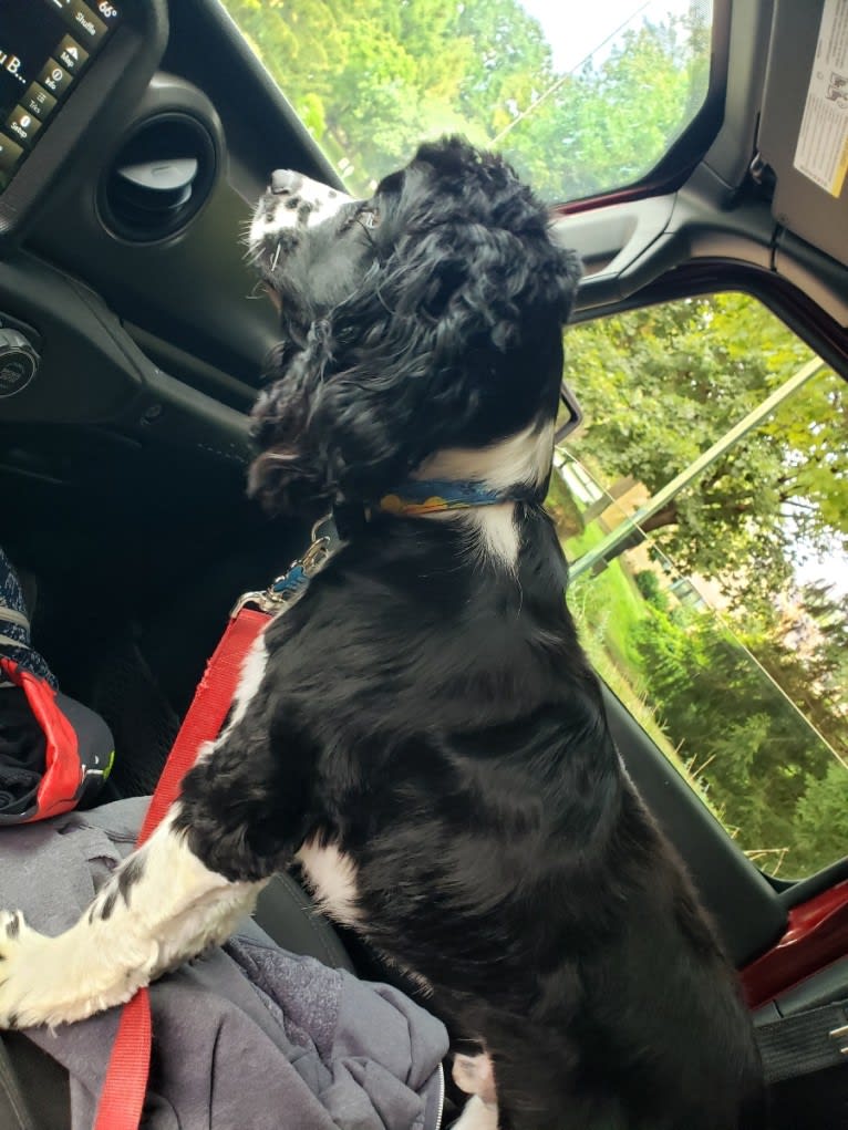 Ricky, a Cocker Spaniel tested with EmbarkVet.com