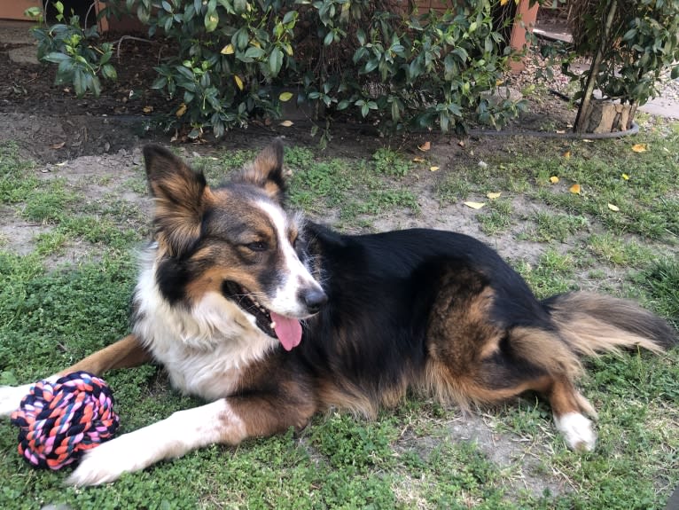 Cora, an Australian Cattle Dog and Australian Shepherd mix tested with EmbarkVet.com