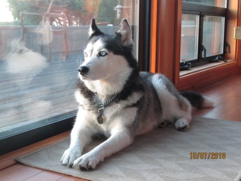 Nala, a Siberian Husky tested with EmbarkVet.com