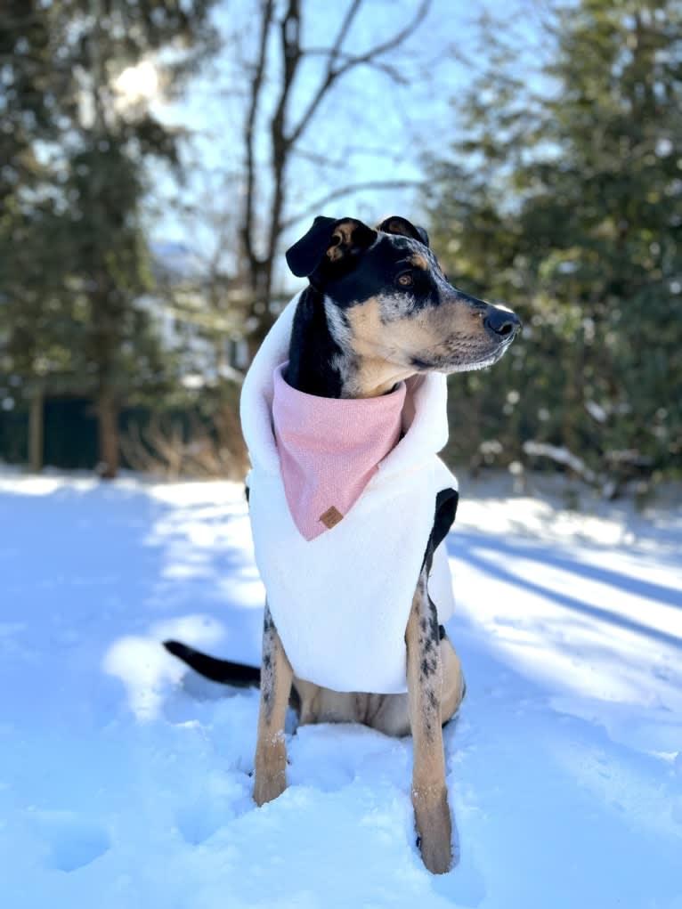 Zoey, a Labrador Retriever and German Shepherd Dog mix tested with EmbarkVet.com