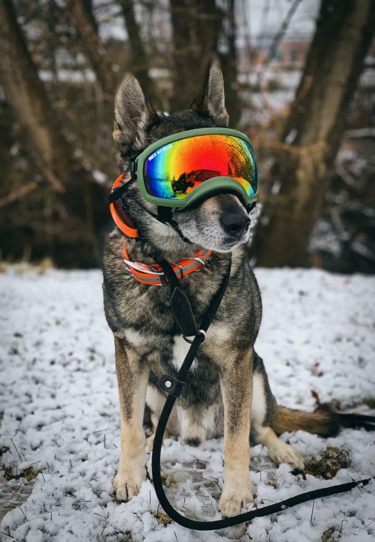 Gus, a Norwegian Elkhound and German Shepherd Dog mix tested with EmbarkVet.com