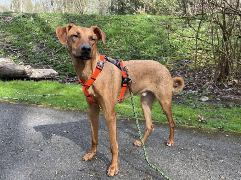 Leonardo, a Doberman Pinscher and Australian Shepherd mix tested with EmbarkVet.com