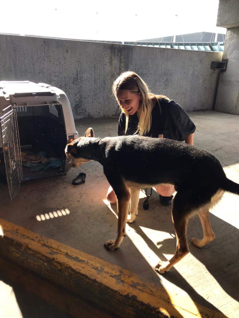 Moose, a West Asian Village Dog tested with EmbarkVet.com