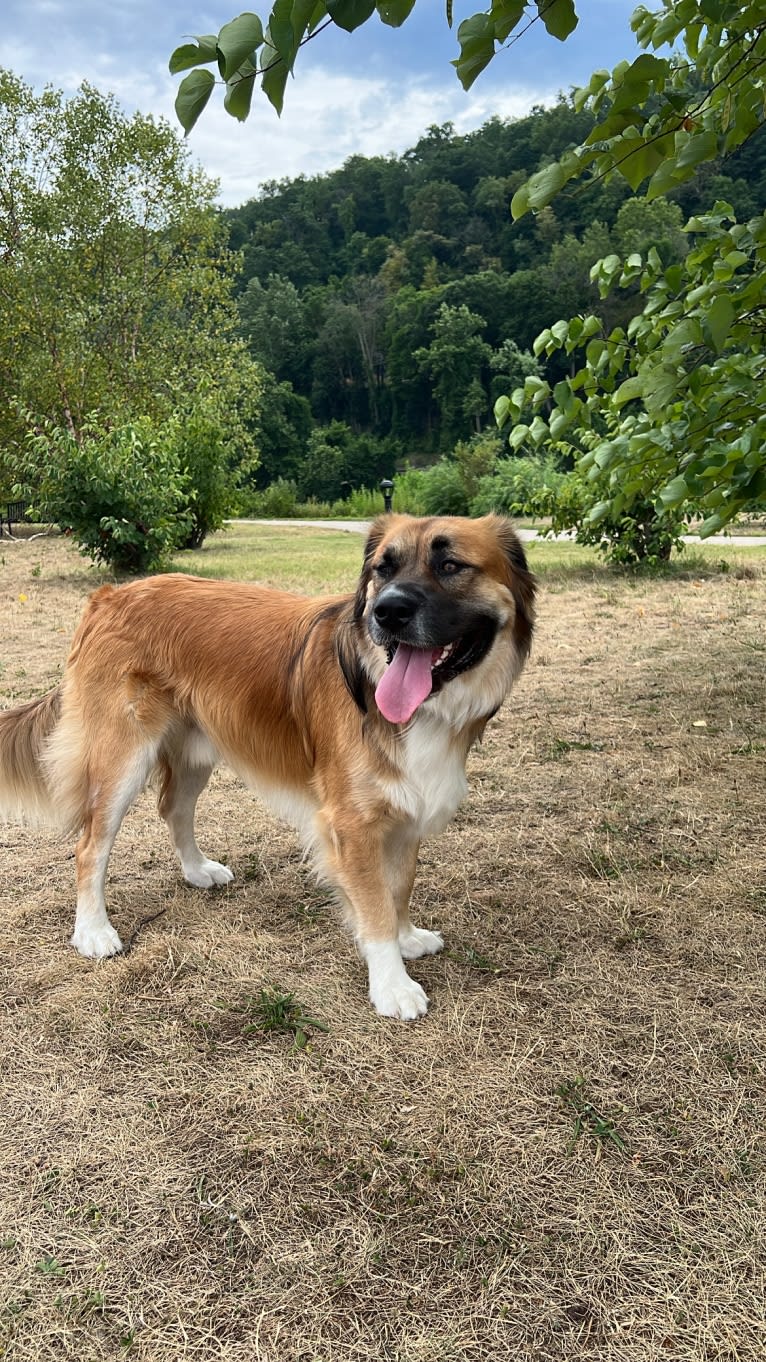 Jordy, an American Pit Bull Terrier and Great Pyrenees mix tested with EmbarkVet.com