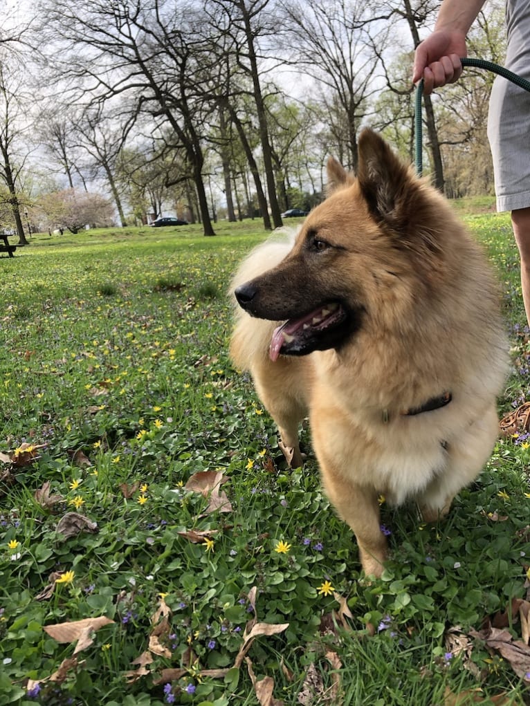 Bilbo, a West Asian Village Dog tested with EmbarkVet.com