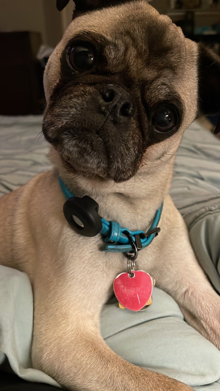 Mickey, a Pug tested with EmbarkVet.com