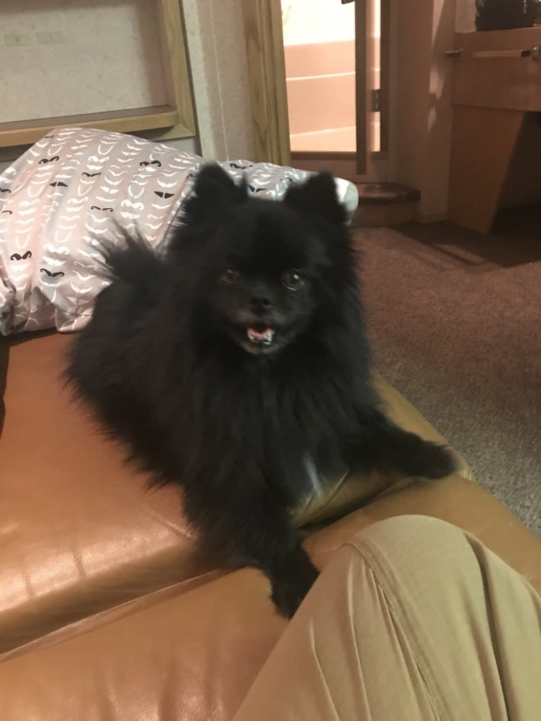 Marlin, a Pomeranian tested with EmbarkVet.com