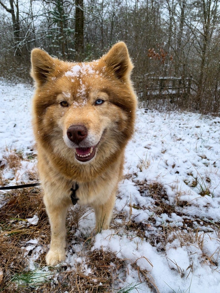 Summer, a Siberian Husky tested with EmbarkVet.com