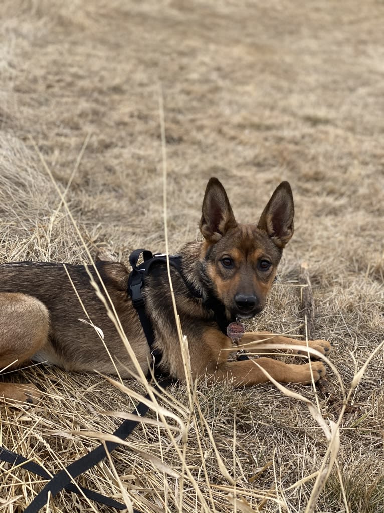 Alemã, a German Shepherd Dog and Australian Cattle Dog mix tested with EmbarkVet.com