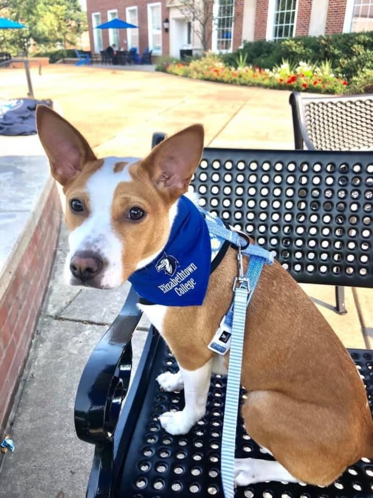 Magnolia (Maggie), a Russell-type Terrier and American Pit Bull Terrier mix tested with EmbarkVet.com