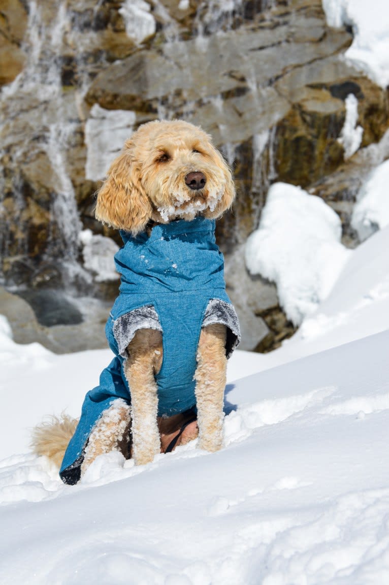 Bunker, a Goldendoodle tested with EmbarkVet.com