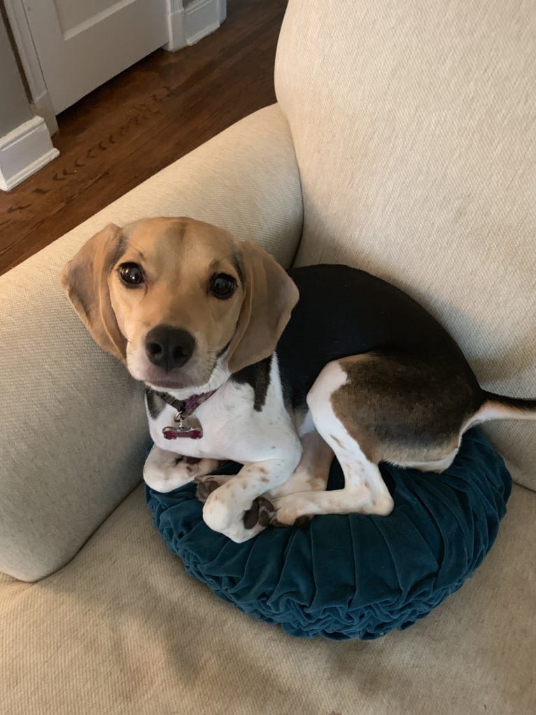 Rosie, a Beagle and Golden Retriever mix tested with EmbarkVet.com