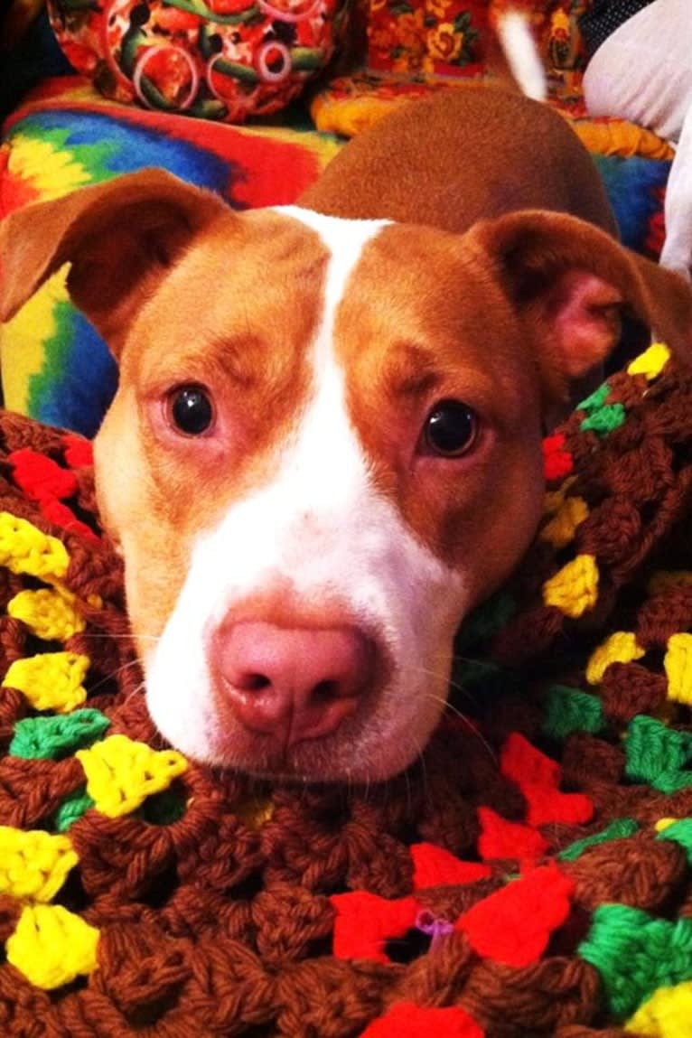 HAZEL, an American Pit Bull Terrier and American Bully mix tested with EmbarkVet.com