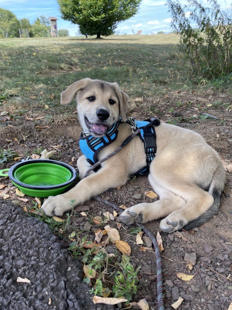 Sadie, a Great Pyrenees and German Shepherd Dog mix tested with EmbarkVet.com