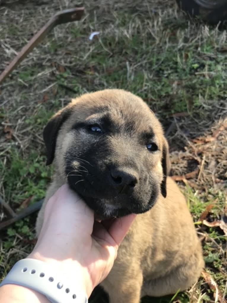 Fisher, an Anatolian Shepherd Dog tested with EmbarkVet.com