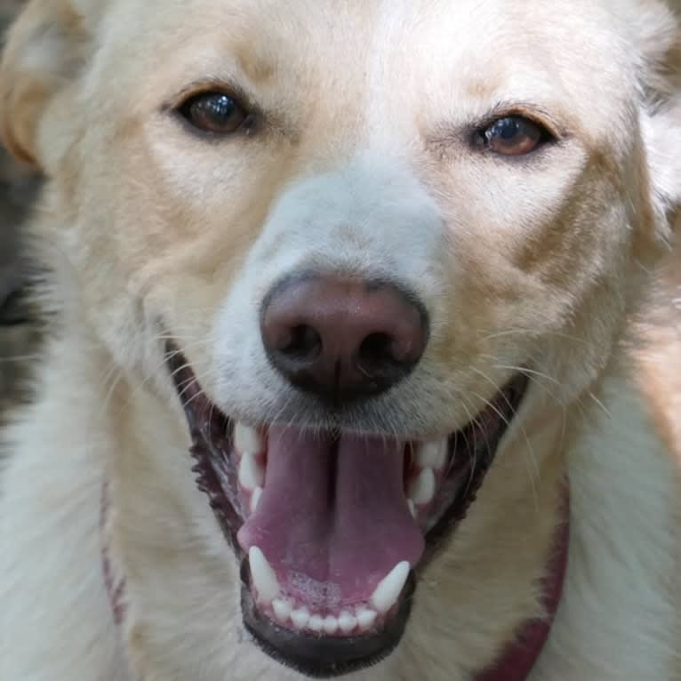 Abbie, a Canaan Dog tested with EmbarkVet.com