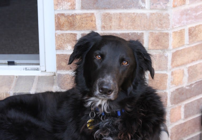 Raegar, a Greyhound and Saluki mix tested with EmbarkVet.com