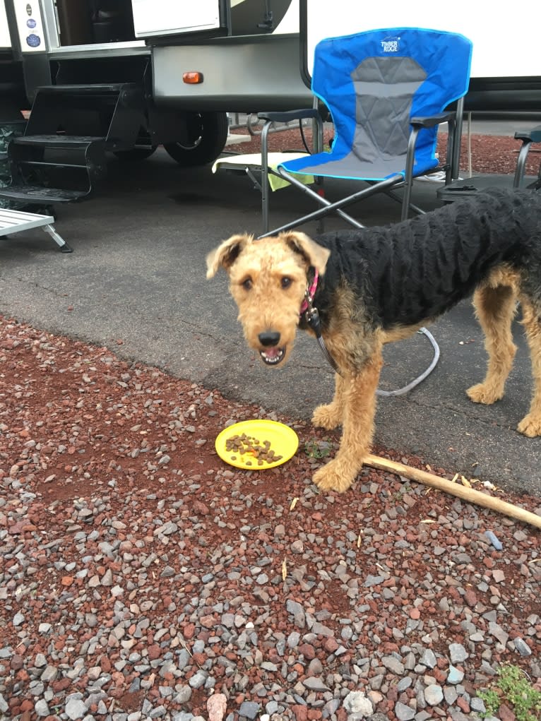 Sami Jo, an Airedale Terrier tested with EmbarkVet.com