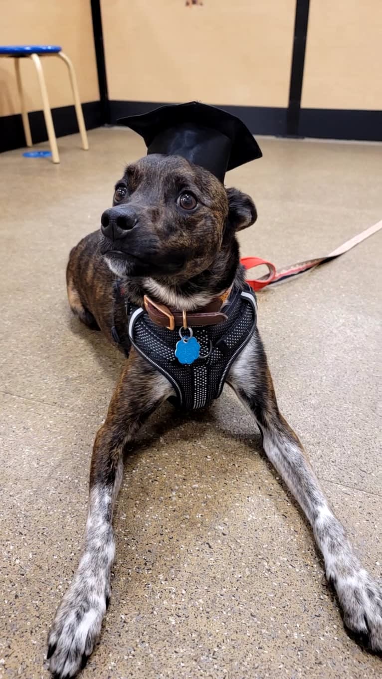 Butler, an Australian Cattle Dog and American Pit Bull Terrier mix tested with EmbarkVet.com