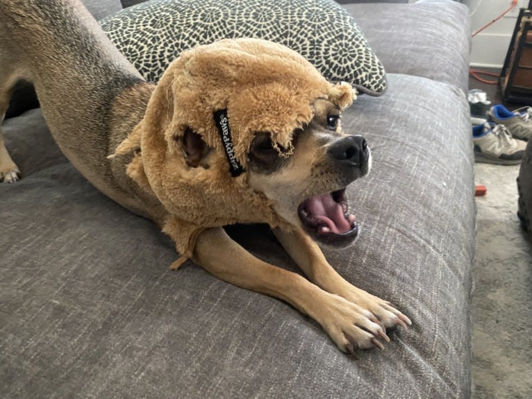Milo, a Chihuahua and Rat Terrier mix tested with EmbarkVet.com