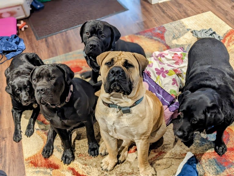 Gobi Boland, a Boerboel tested with EmbarkVet.com