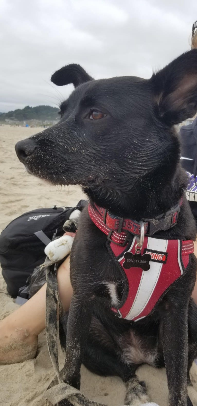 Moxie, a Staffordshire Terrier and Australian Cattle Dog mix tested with EmbarkVet.com