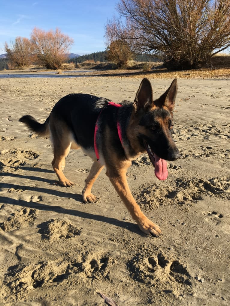 Dixie, a German Shepherd Dog tested with EmbarkVet.com