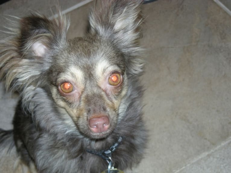 Foxy, a Chihuahua tested with EmbarkVet.com