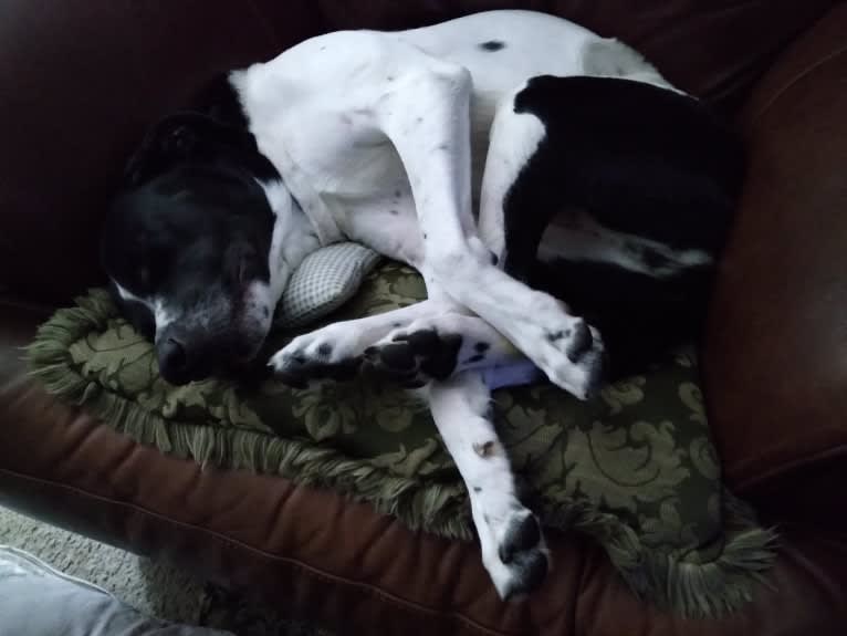 PATIENCE, a Labrador Retriever and American Pit Bull Terrier mix tested with EmbarkVet.com