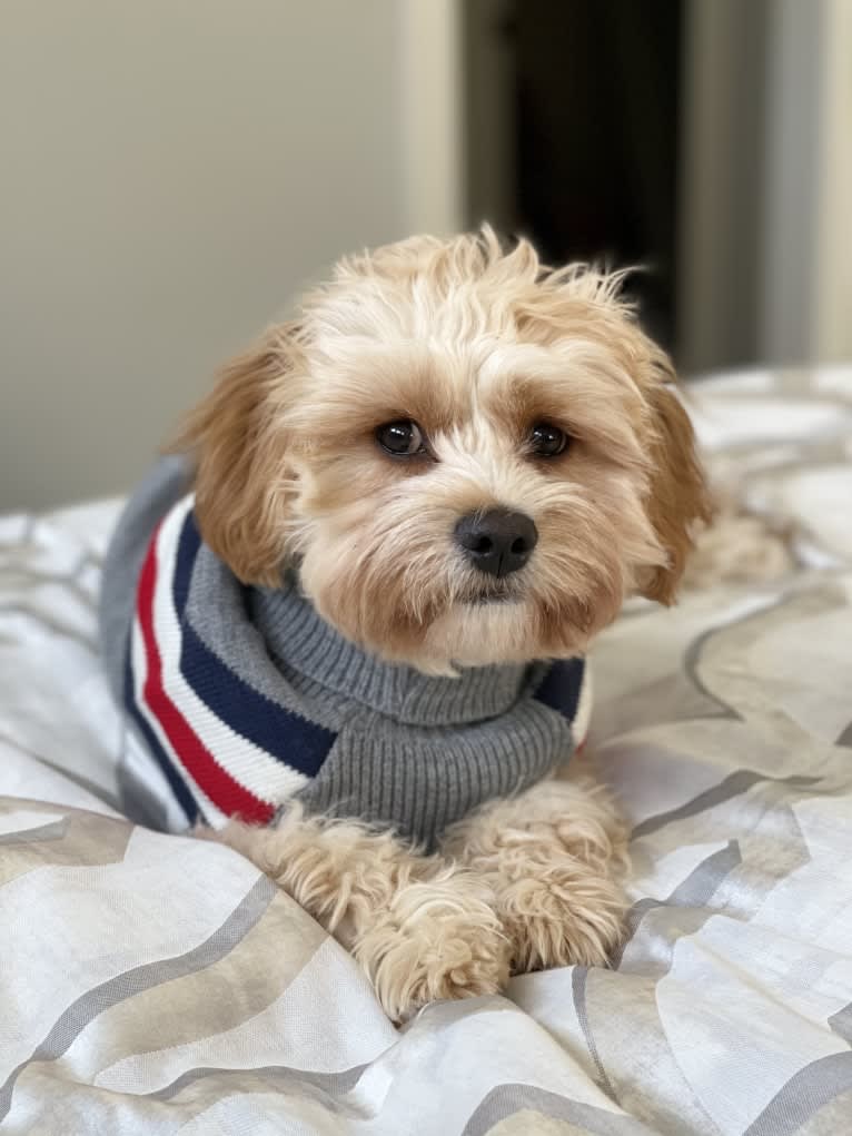 Jax, a Cavalier King Charles Spaniel and Havanese mix tested with EmbarkVet.com