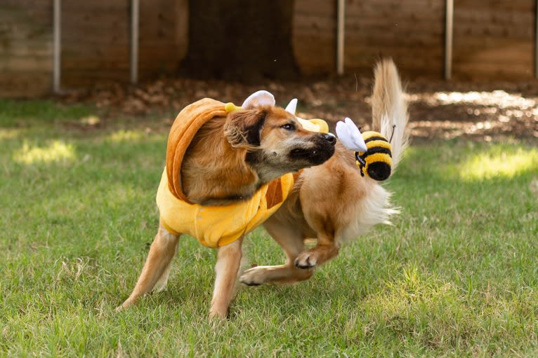 Journey, a Chinese Village Dog tested with EmbarkVet.com