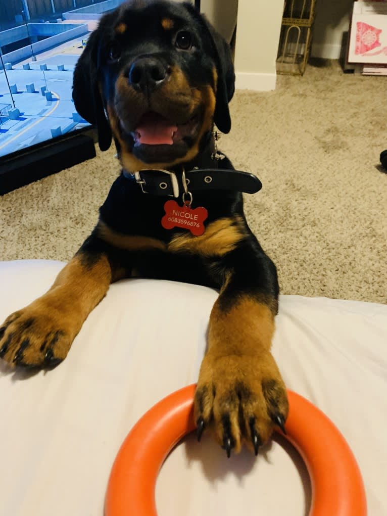 Chompy, a Rottweiler tested with EmbarkVet.com