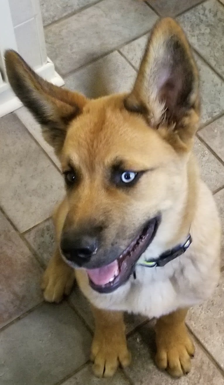 Canyon, a Siberian Husky and Saint Bernard mix tested with EmbarkVet.com