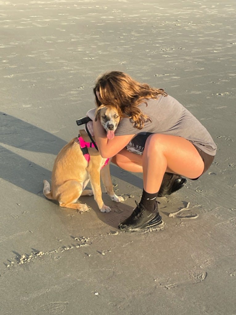 Willow, a Boxer and Australian Shepherd mix tested with EmbarkVet.com