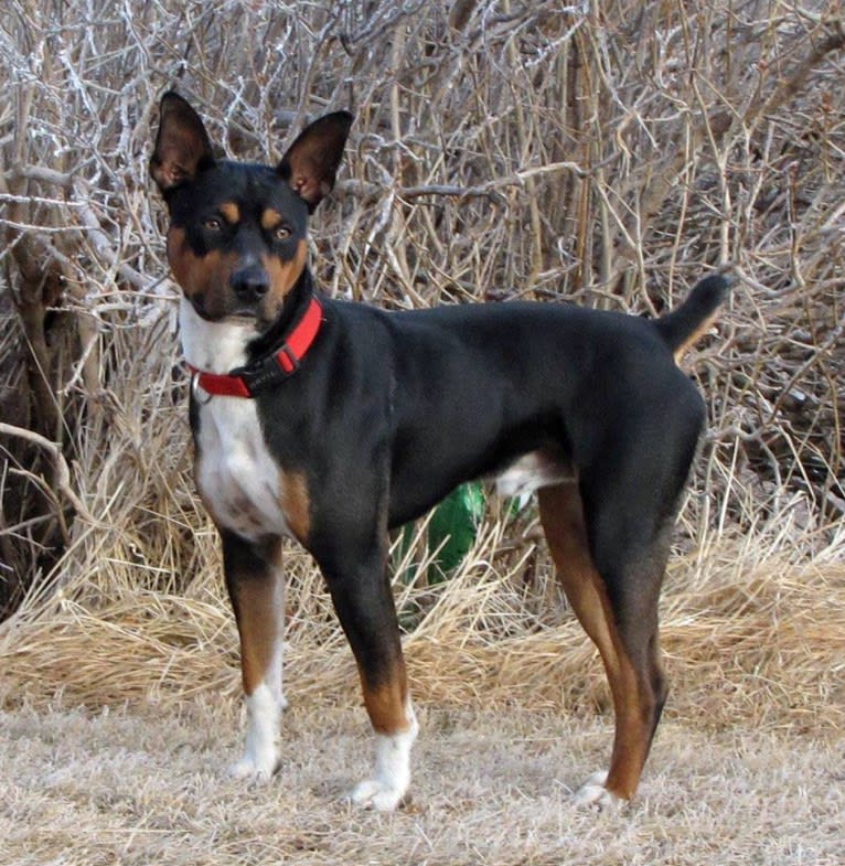 Woody, a Rat Terrier and Basenji mix tested with EmbarkVet.com