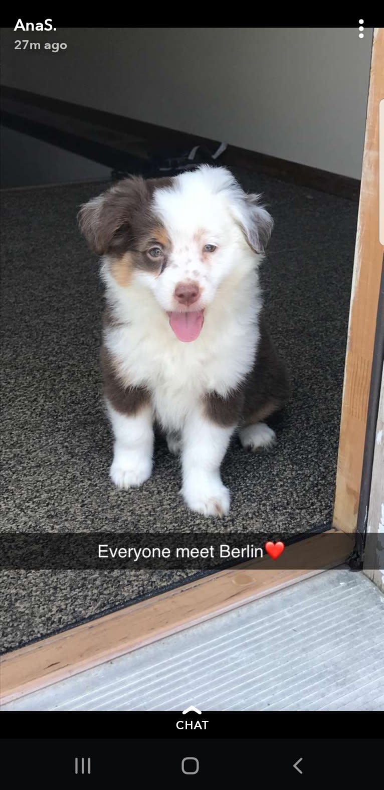 Berlin, an Australian Shepherd tested with EmbarkVet.com