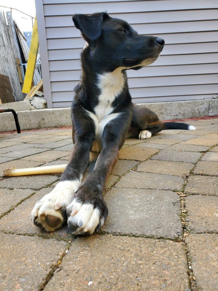 Willie Nelson, a Siberian Husky and American Pit Bull Terrier mix tested with EmbarkVet.com