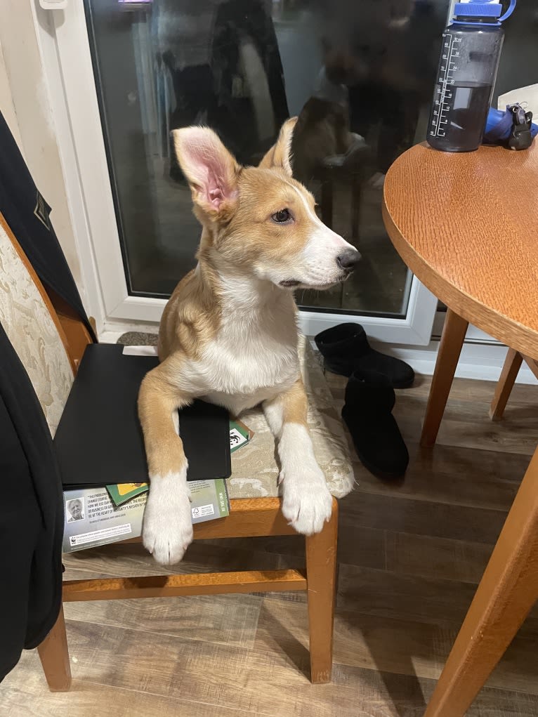 Echo, a Border Collie and German Shepherd Dog mix tested with EmbarkVet.com