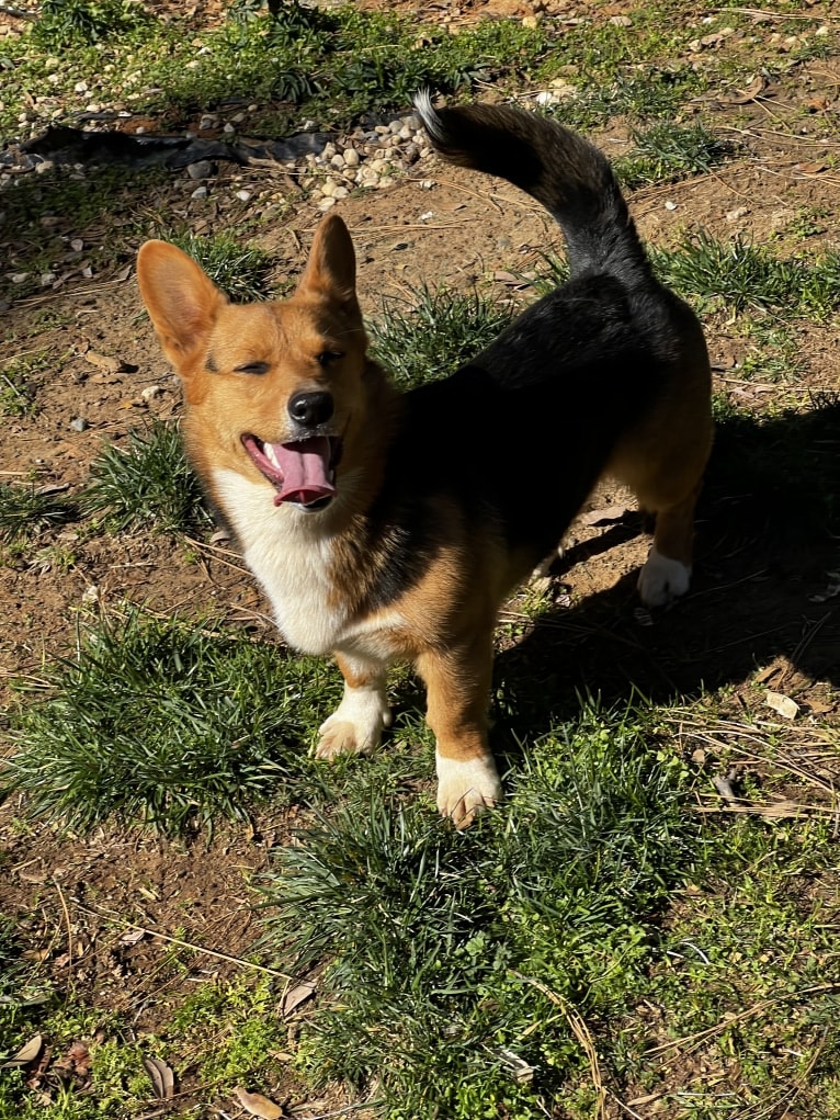 Angela, a Pembroke Welsh Corgi tested with EmbarkVet.com