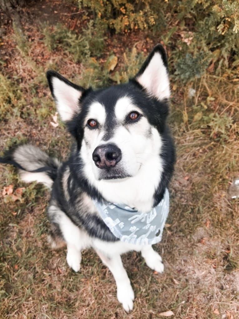 Max, a Siberian Husky and German Shepherd Dog mix tested with EmbarkVet.com