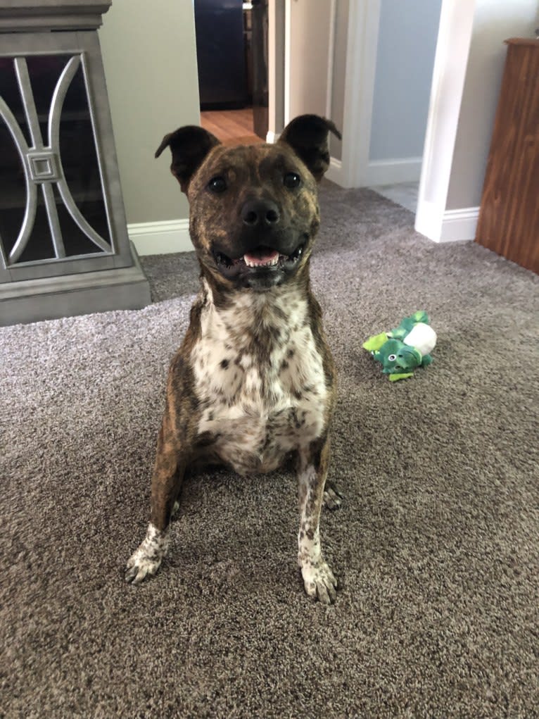 Koba, an Australian Cattle Dog and American Pit Bull Terrier mix tested with EmbarkVet.com