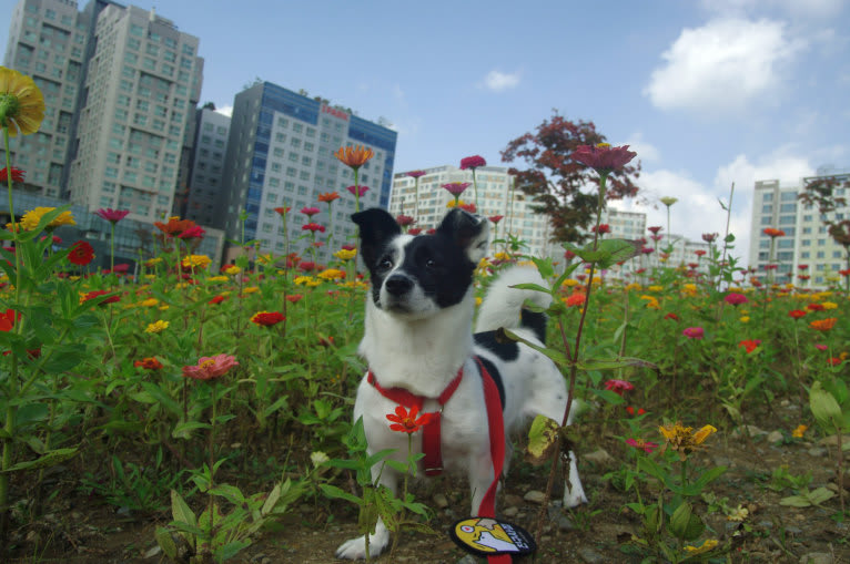 Merry, a Japanese or Korean Village Dog tested with EmbarkVet.com