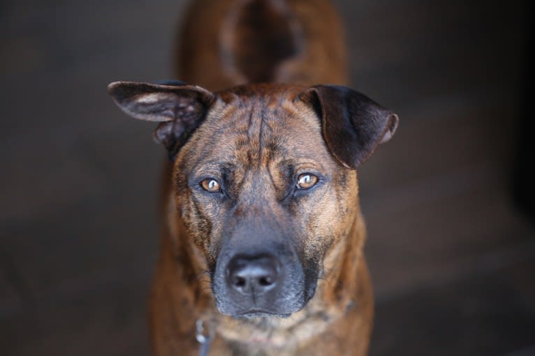 Astro, a Phu Quoc Ridgeback tested with EmbarkVet.com